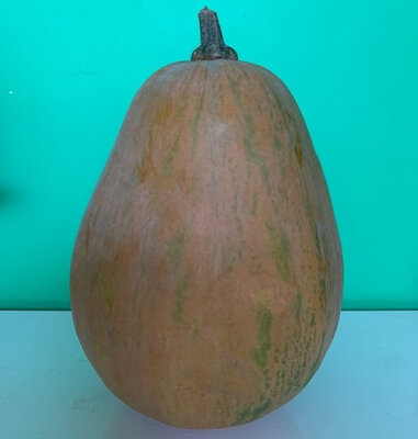 Courge musquée sucrine du berry