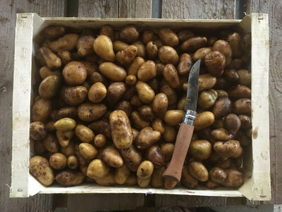 Pommes de terre grenaille
