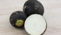 Radis noir bio (la botte)