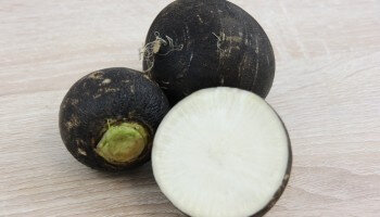 Radis noir bio (la botte)