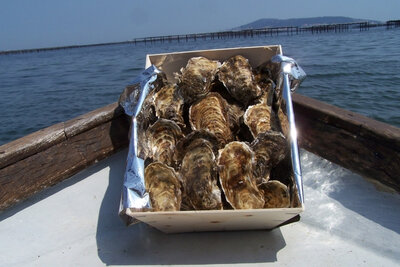 Huitres de cancale ou isigny