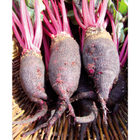 Betterave noir crapaudine 1 kg