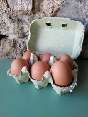 Oeufs frais bio la boite de 6 oeufs