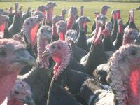 Dinde rouge des ardennes