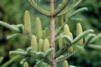 Huiles essentielle de sapin pectiné