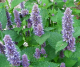 Huile essentielle d'agastache - image 2