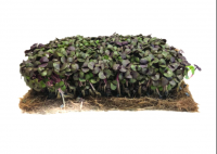 Micropousse de basilic rouge (herbacée)