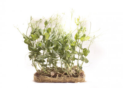 Micropousse de pois vert (herbacée)