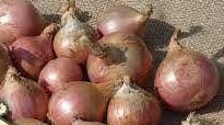 Oignon rosé d'armorique
