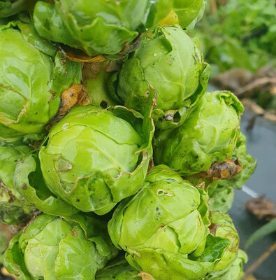 Choux de bruxelles