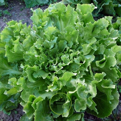 Salade d'hiver