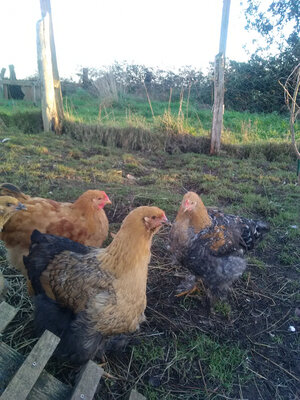 Coq cochin