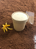 Cacao magellan