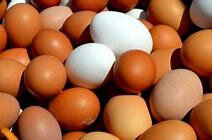 Oeufs bio declassés