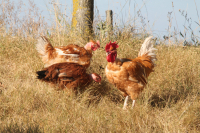 Cuisses de poulet x2 cou nu gâtinais bio