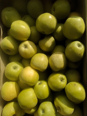 Pommes 'primiera'