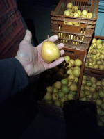 Passe-crassane calibre 60/65