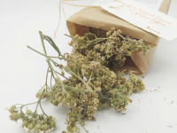 Tisane du barde - achillée