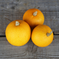Courge pomme d'or lot de 5
