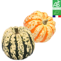 Courge patidou le lot de 3