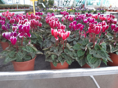 Mini cyclamen pot de 10 cm
