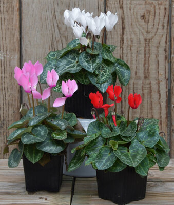 Mini cyclamen godet pack de 2