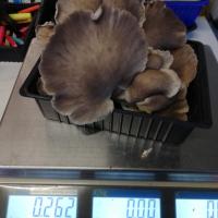 Pleurotes gris ou marrons