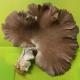 Pleurotes gris ou marrons - image 5