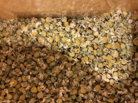 Camomille matricaire bio