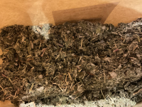 Feuilles de framboisiers bio