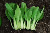 Chou chinois pak choi bio