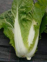 Chou chinois pé tsai bio