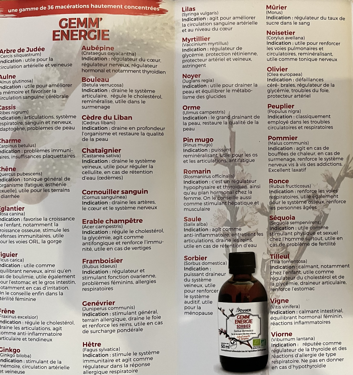 Gemmothérapie érable champêtre - 50 ml - Peps Aroma 