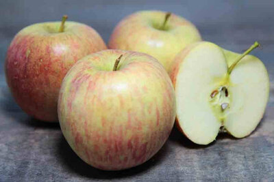 Pomme pigeonnet bio