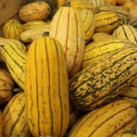 Courges sweet potato