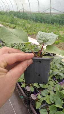 Plant de rhubarbe