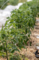 Tomate coeur de boeuf orange