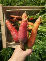 Carotte orange-[COPIE A MODIFIER]