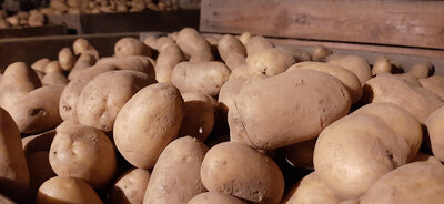 Sac de pomme de terre altesse 5 kg