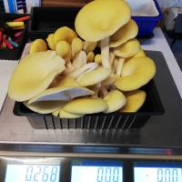 Pleurote 'corne d'abondance'