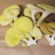 Pleurote 'corne d'abondance' - image 3