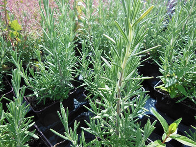 Plant romarin