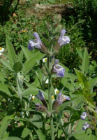 Plant sauge officinale