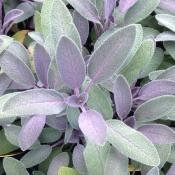 Plant sauge pourpre