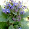 Plant fleur bourrache