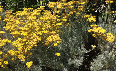 Plant hélichryse italienne
