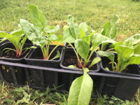 Plant blette à carde blanche