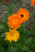Plant fleur souci calendula officinal