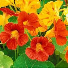 Plant fleur capucine