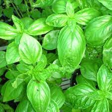 Plant basilic grand vert